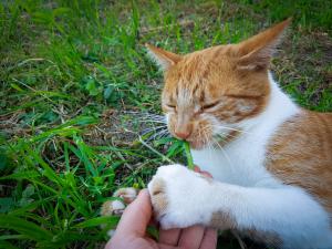 leopoldas vegetaras